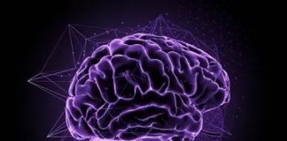 Neuroplasticidad: La asombrosa capacidad de cambiar tu cerebro Neuroplasticidad