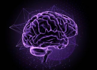 Neuroplasticidad: La asombrosa capacidad de cambiar tu cerebro Neuroplasticidad