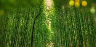 La historia del bambú japonés y su gran moraleja del éxito. bambú japonés