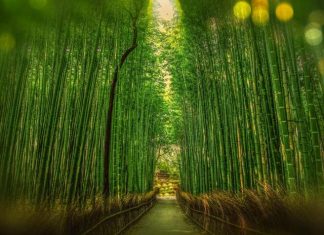La historia del bambú japonés y su gran moraleja del éxito. bambú japonés
