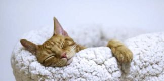 5 hábitos para dormir bien y descansar mucho más. hábitos para dormir bien