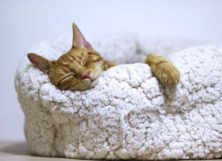 5 hábitos para dormir bien y descansar mucho más. hábitos para dormir bien